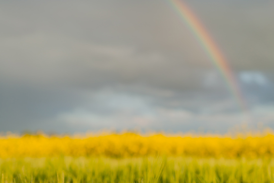 Rainbow over and across yellow flower field