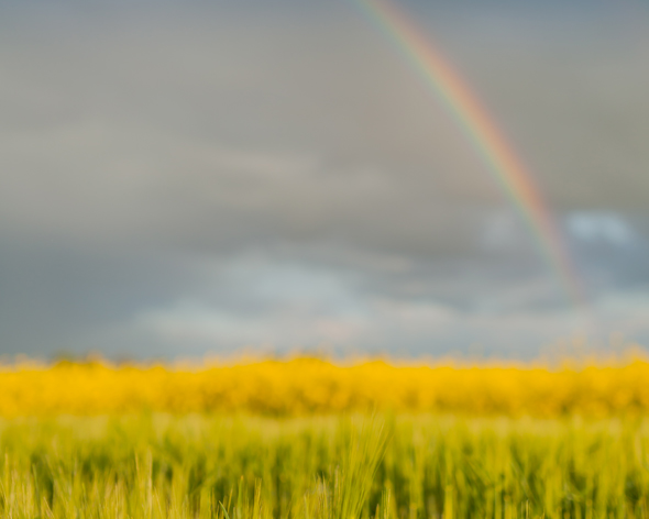 Rainbow over and across yellow flower field