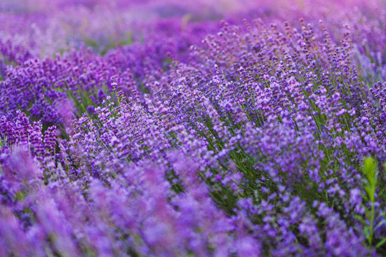 Open lavendar fields