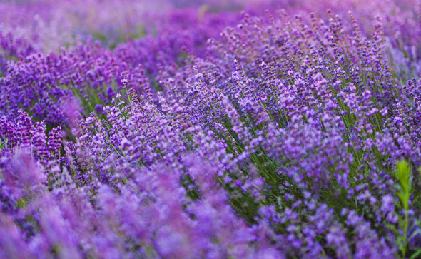 Open lavendar fields