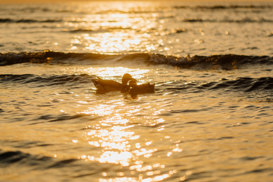 Ducks floating on open water