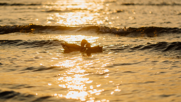 Ducks floating on open water